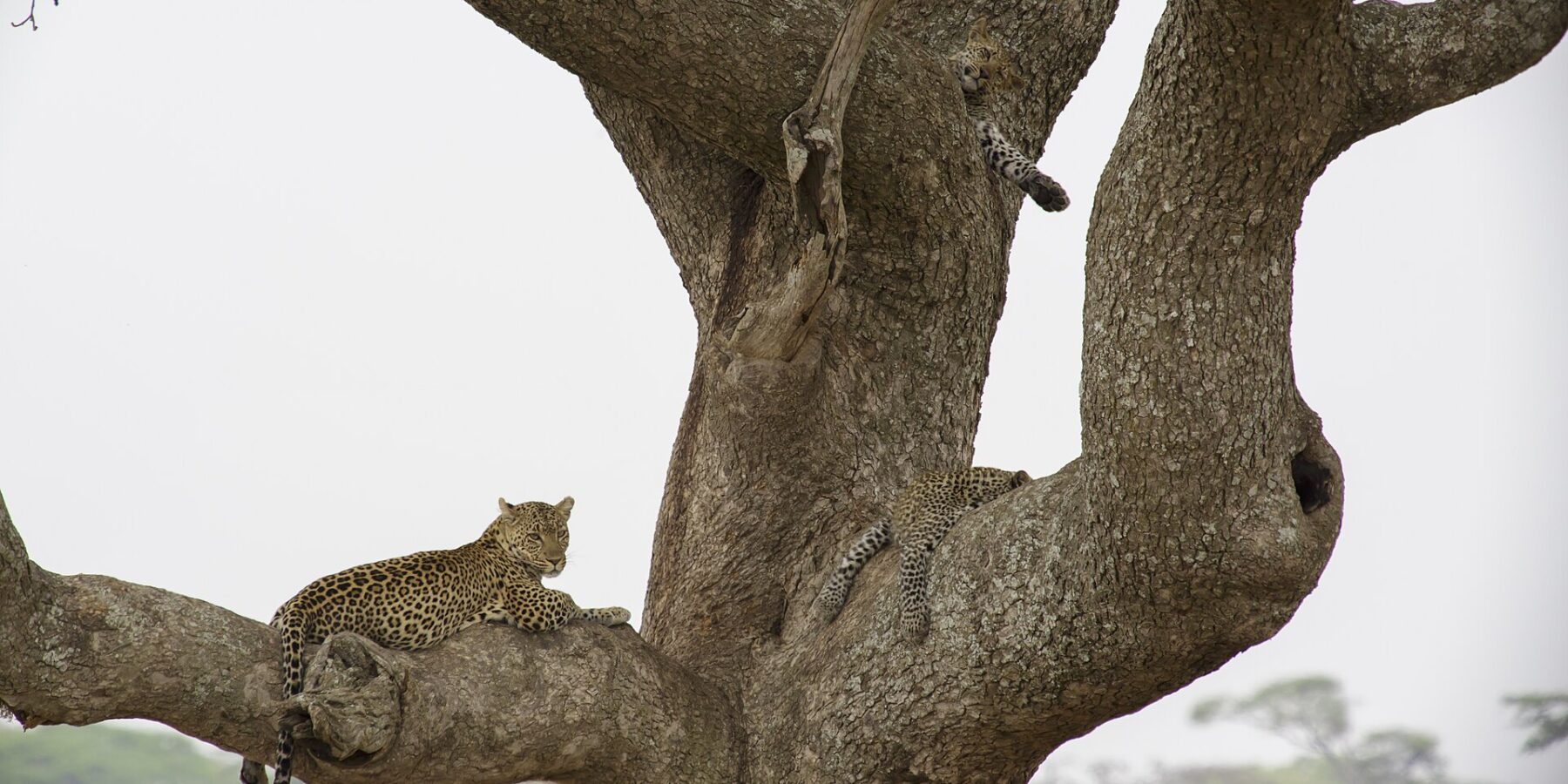 Två leoparder i ett stort träd, den ena ligger på en tjock gren och blickar ut i fjärran, en unge ovanför låter en tass hänga