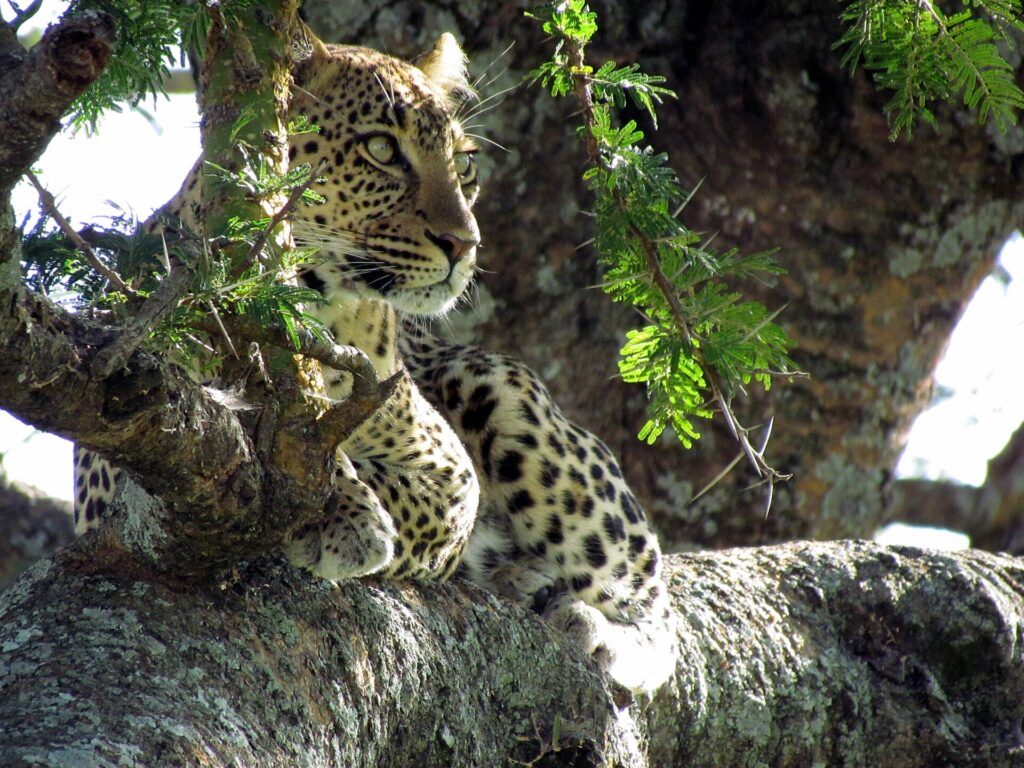 En leopard ligger i en akacias grenklyka och tittar åt vänster, med skarpa svarta fläckar på den ljusa pälsen