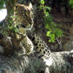 En leopard ligger i en akacias grenklyka och tittar åt vänster, med skarpa svarta fläckar på den ljusa pälsen