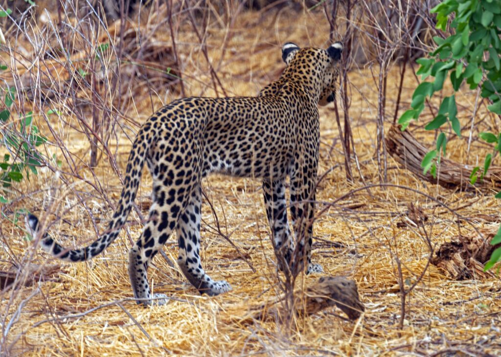 En leopard sedd bakifrån går iväg i det torra gräset mellan kala buskar, med svansen uppböjd i en båge