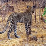 En leopard sedd bakifrån går iväg i det torra gräset mellan kala buskar, med svansen uppböjd i en båge