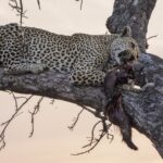 En leopard ligger utsträckt på en tjock gren i skymningen med ett byte med mörk päls i munnen, rosa himmel bakom de kala grenarna