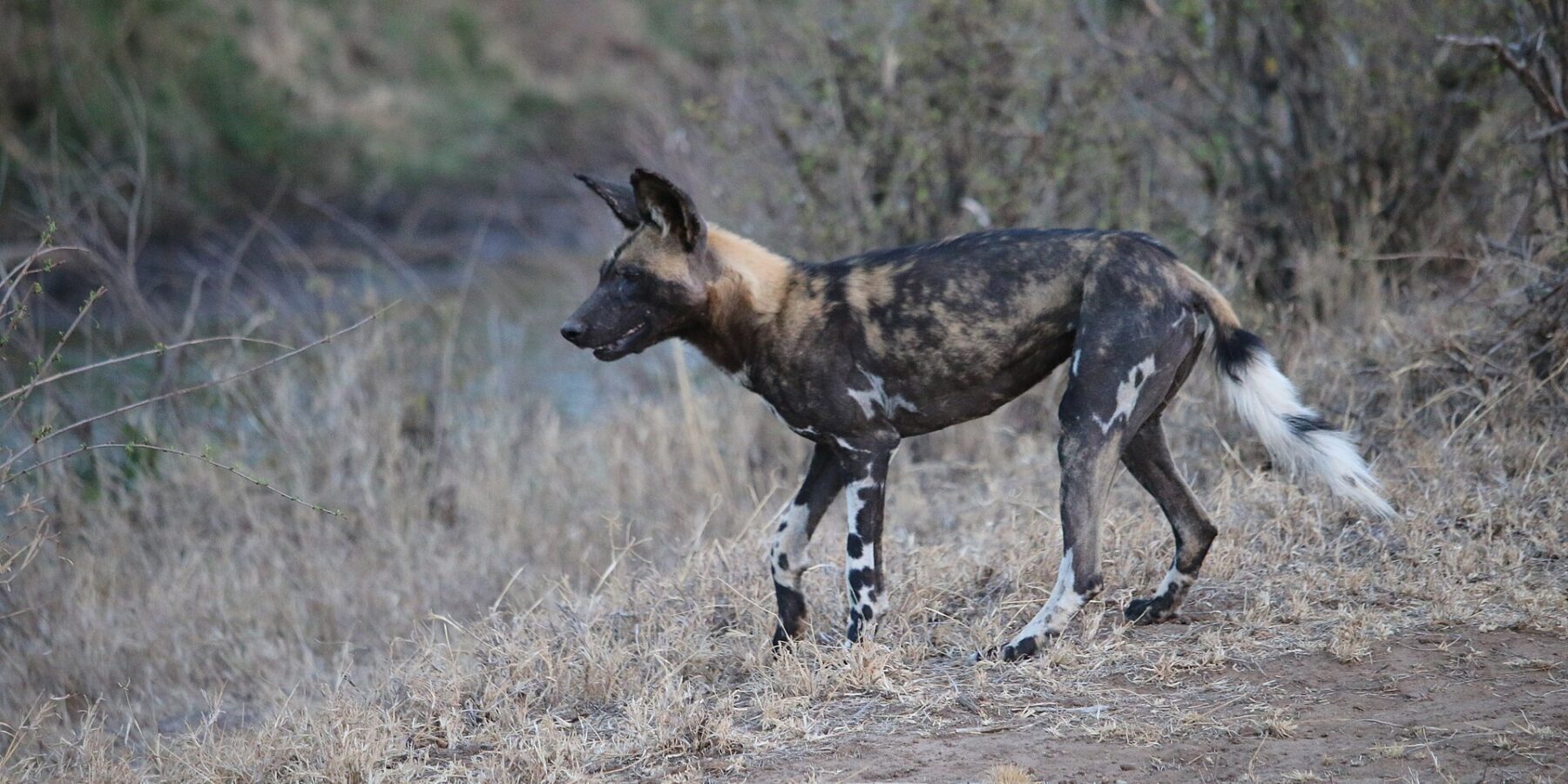 En afrikansk vildhund går i profil i det torra gräset, med pälsen marmorerad i svart, gulbrunt och krämvitt, de stora runda öronen resta och svansen med vit spets
