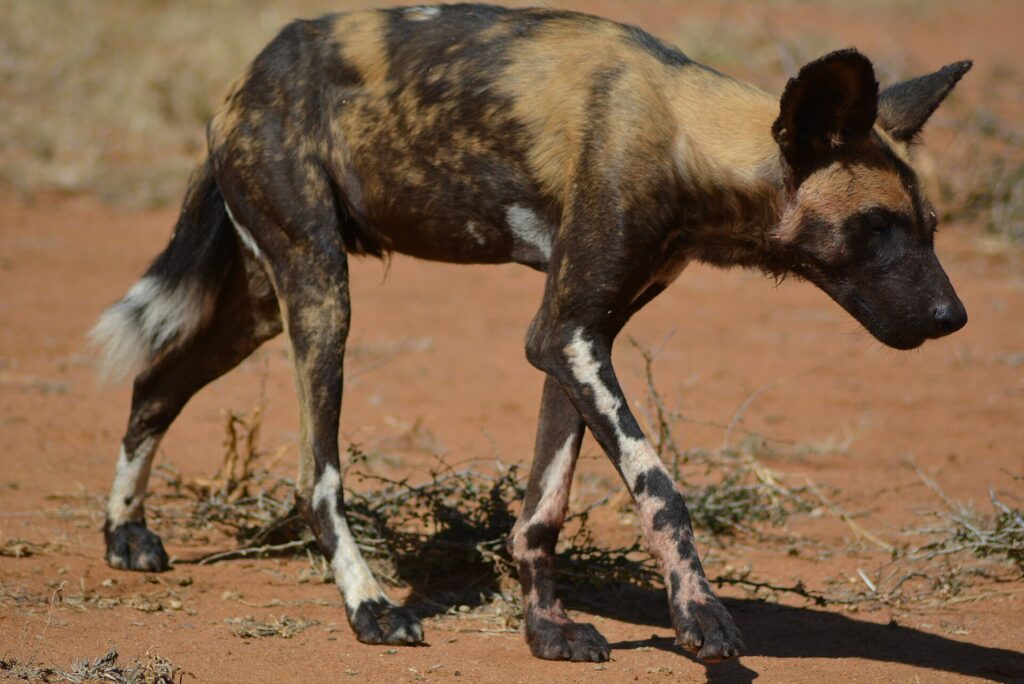 En mager afrikansk vildhund går med sänkt huvud på den röda jorden, med gulbrun och svart päls och vitfläckiga ben