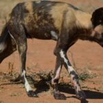 En mager afrikansk vildhund går med sänkt huvud på den röda jorden, med gulbrun och svart päls och vitfläckiga ben