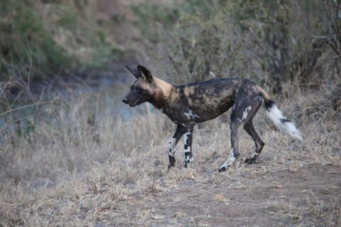 En afrikansk vildhund går i profil i det torra gräset, med pälsen marmorerad i svart, gulbrunt och krämvitt, de stora runda öronen resta och svansen med vit spets