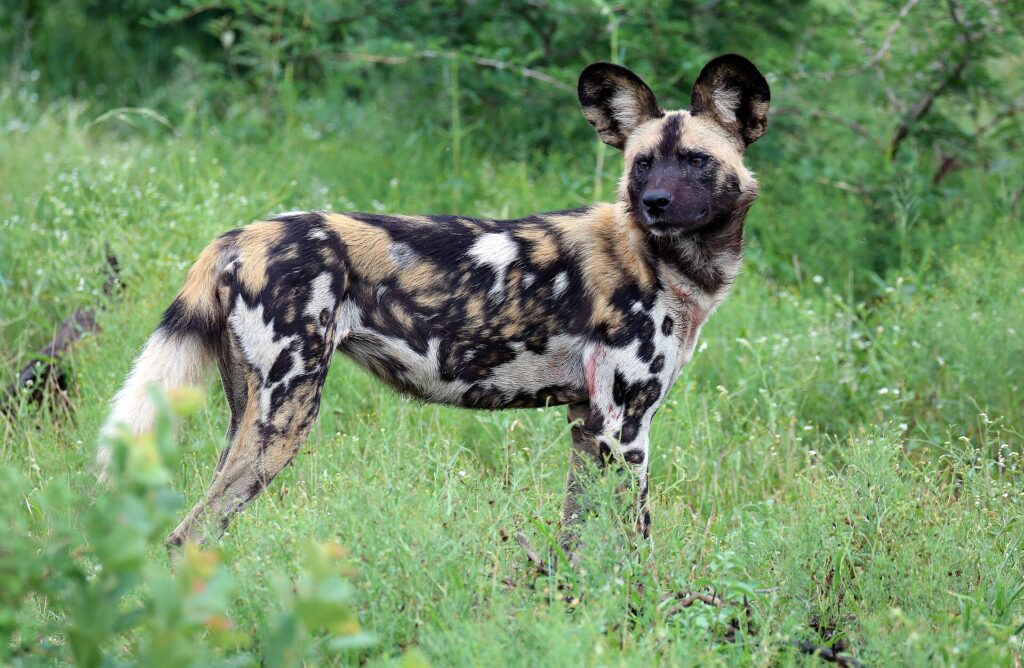En afrikansk vildhund står i det höga gräset och vänder sig mot kameran, med de stora runda öronen resta och pälsen marmorerad i svart, gulbrunt och vitt