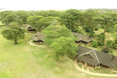 Ol Tukai Lodges halmtak bland akaciorna i Amboseli nationalpark
