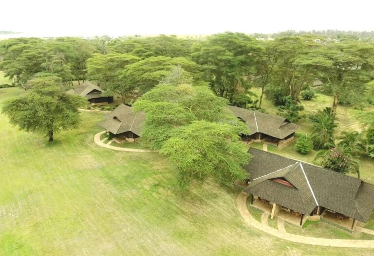 Ol Tukai Lodges halmtak bland akaciorna i Amboseli nationalpark
