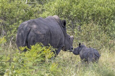 En trubbnoshörningshona med avsågat horn, huden täckt av torkad lera, nuddar sin unge med nosen i den gröna bushen