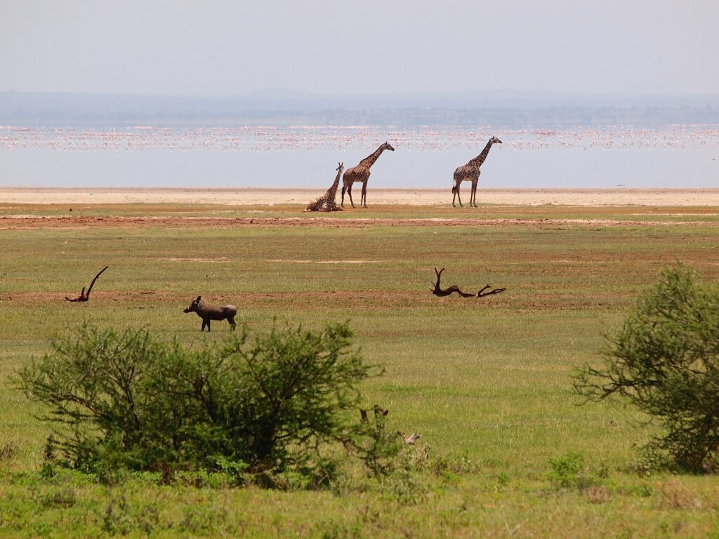 Tre giraffer på sjöstranden, ett vårtsvin i gräset framför och en lång rosa rad av flamingor på vattnet