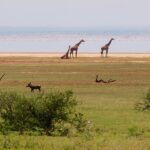 Tre giraffer på sjöstranden, ett vårtsvin i gräset framför och en lång rosa rad av flamingor på vattnet