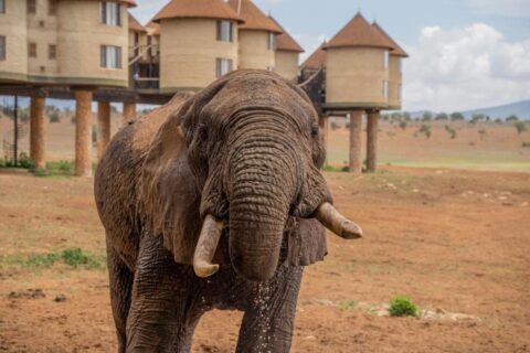En elefant i förgrunden, framför de runda tornen på pålar på Salt Lick Safari Lodge