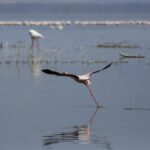 En mindre flamingo lyfter springande över det grå vattnet, med en lång rad rosa flamingor längst bort på sjön