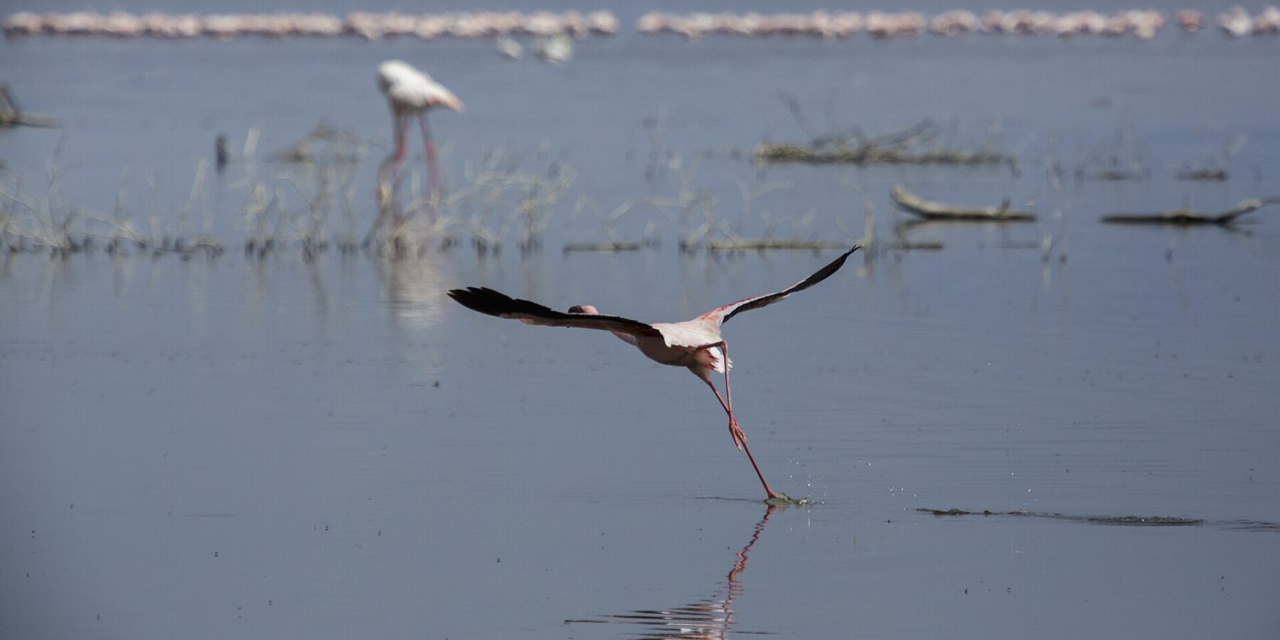 En mindre flamingo lyfter springande över det grå vattnet, med en lång rad rosa flamingor längst bort på sjön