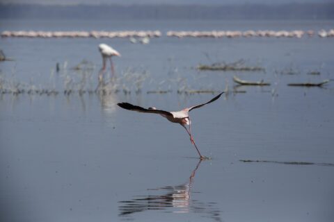 En mindre flamingo lyfter springande över det grå vattnet, med en lång rad rosa flamingor längst bort på sjön