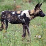 En afrikansk vildhund i profil i grönt gräs prickat med blommor, pälsen fläckig i svart, gulbrunt och vitt, de stora runda öronen resta och svansen med vit spets
