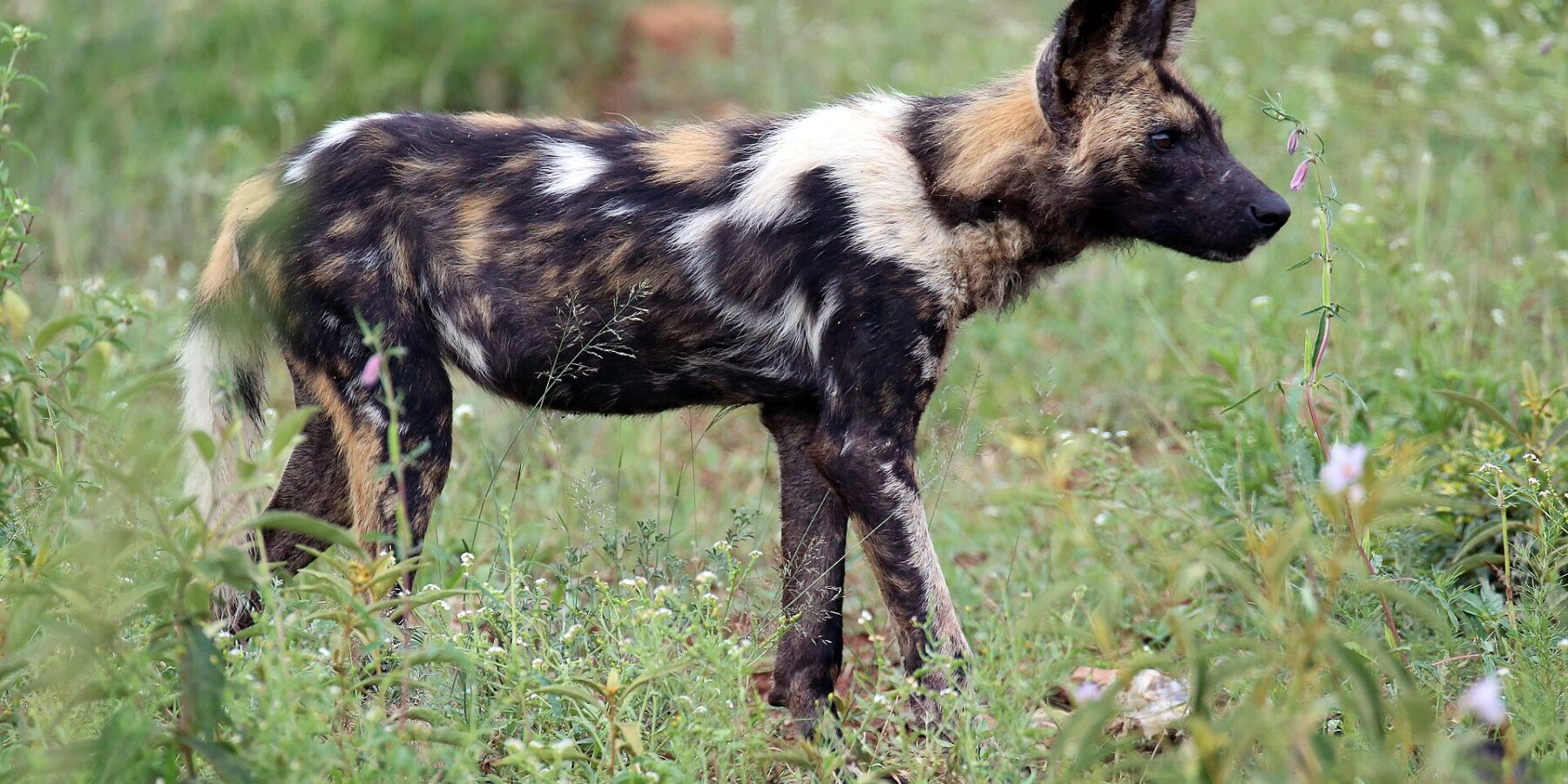 En afrikansk vildhund i profil i grönt gräs prickat med blommor, pälsen fläckig i svart, gulbrunt och vitt, de stora runda öronen resta och svansen med vit spets