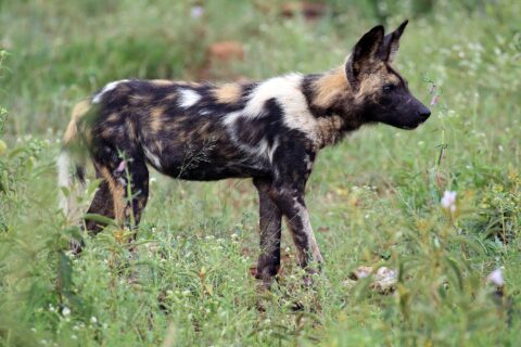 En afrikansk vildhund i profil i grönt gräs prickat med blommor, pälsen fläckig i svart, gulbrunt och vitt, de stora runda öronen resta och svansen med vit spets