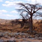 Den uttorkade, steniga bädden av Great Ruaha, en bladlös baobab på stranden och zebror i fjärran på kullen
