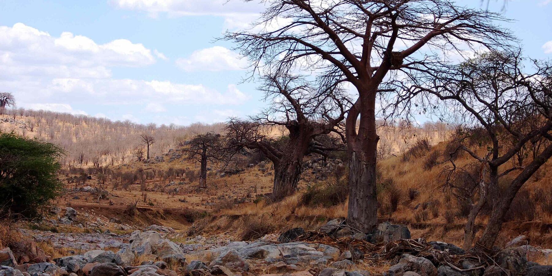 Den uttorkade, steniga bädden av Great Ruaha, en bladlös baobab på stranden och zebror i fjärran på kullen