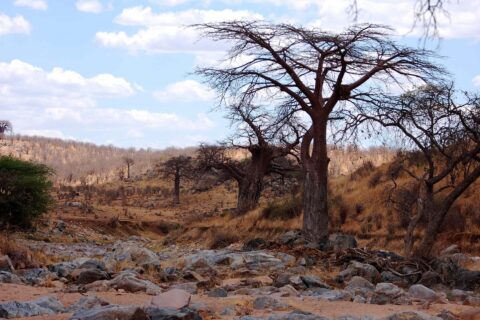 Den uttorkade, steniga bädden av Great Ruaha, en bladlös baobab på stranden och zebror i fjärran på kullen