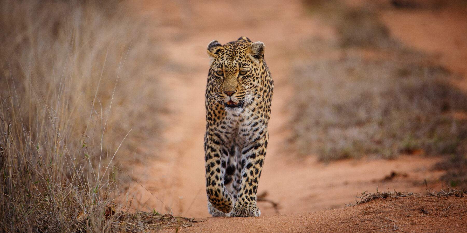 En leopard går rakt mot kameran på en röd sandväg mellan torrt gräs, med fast blick och ett framben lyft