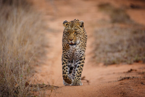 En leopard går rakt mot kameran på en röd sandväg mellan torrt gräs, med fast blick och ett framben lyft