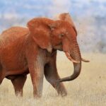 En elefant som är helt röd av laterit kastar jord över ryggen med snabeln, med jordklumpar i luften, i torrt gräs