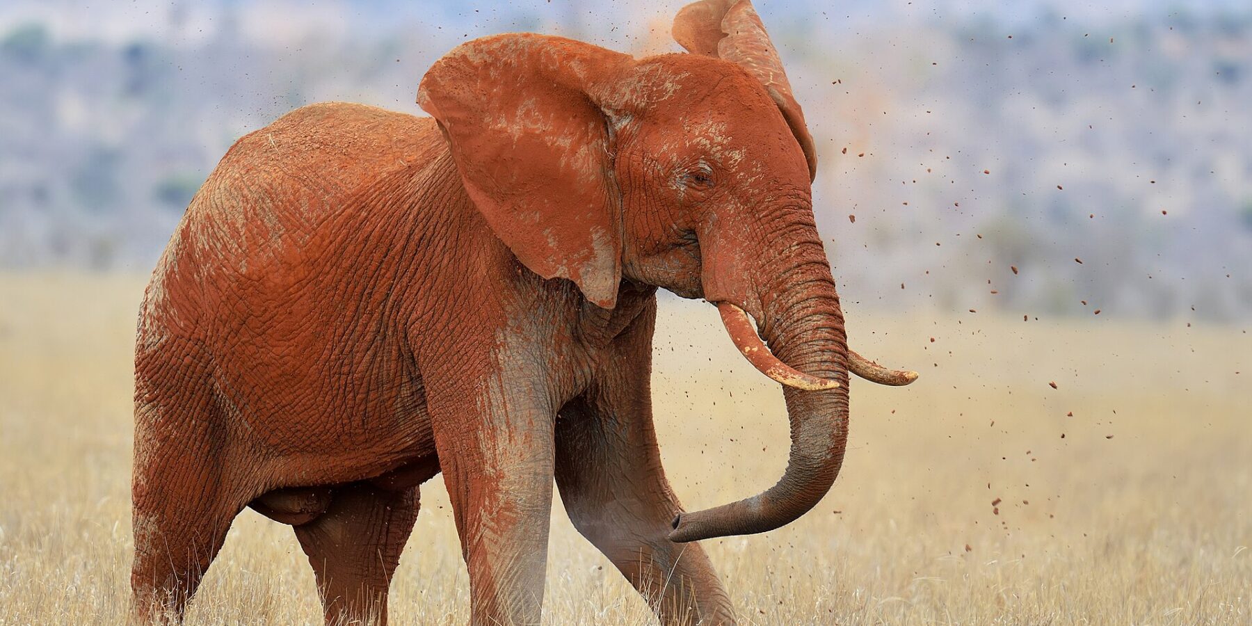 En elefant som är helt röd av laterit kastar jord över ryggen med snabeln, med jordklumpar i luften, i torrt gräs