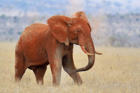 En elefant som är helt röd av laterit kastar jord över ryggen med snabeln, med jordklumpar i luften, i torrt gräs