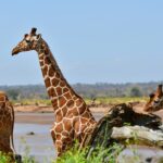 Två nätgiraffer med nätmönstrad päls står framför den bruna floden, den ena i profil med halsen rest, en oxhackare i flykt bakom henne