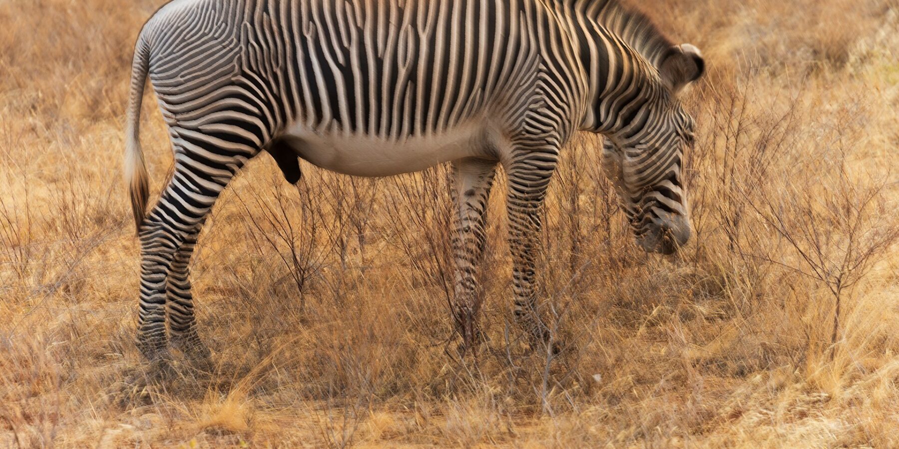 En hingst av Grevys zebra betar i profil i det gyllene gräset, med smala, täta ränder, vit buk, upprättstående man och stora runda öron