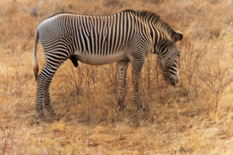 En hingst av Grevys zebra betar i profil i det gyllene gräset, med smala, täta ränder, vit buk, upprättstående man och stora runda öron