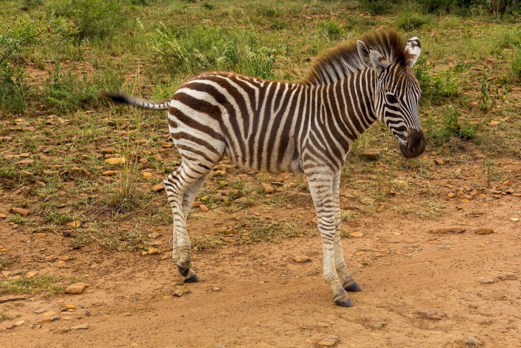 Ett zebrafål med ränder som fortfarande är bruna och strittande man står i profil på en röd grusväg, grönt gräs bakom