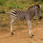 Ett zebrafål med ränder som fortfarande är bruna och strittande man står i profil på en röd grusväg, grönt gräs bakom